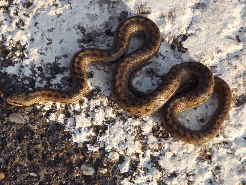 Termoregolazione pericolosa (Coronella austriaca)